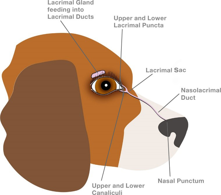 Anatomy Of The Eye